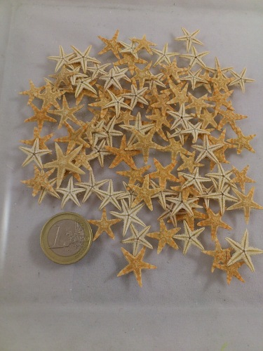 étoiles de mer 2-3 cm (sugar starfish) 100 p.